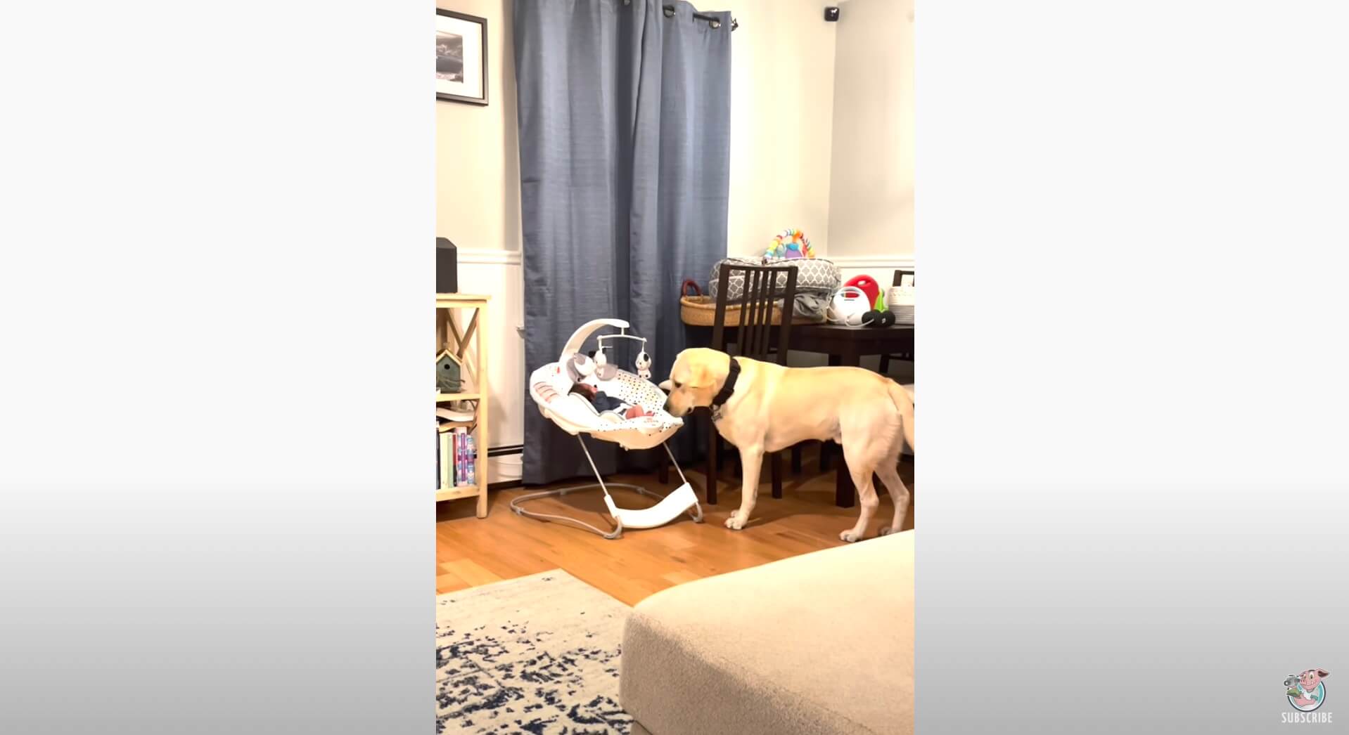 ラブラドールレトリーバー,動画