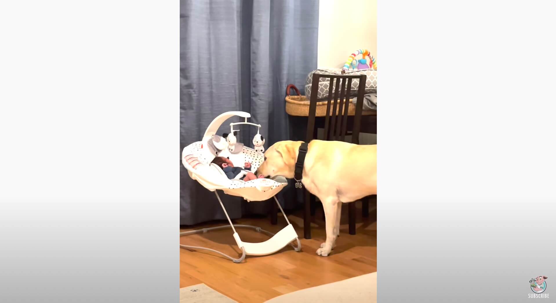 ラブラドールレトリーバー,動画