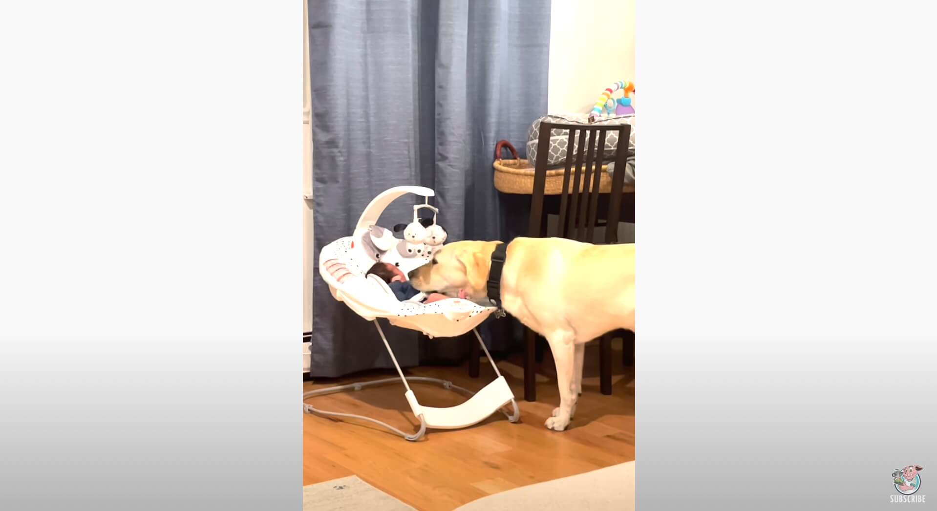 ラブラドールレトリーバー,動画