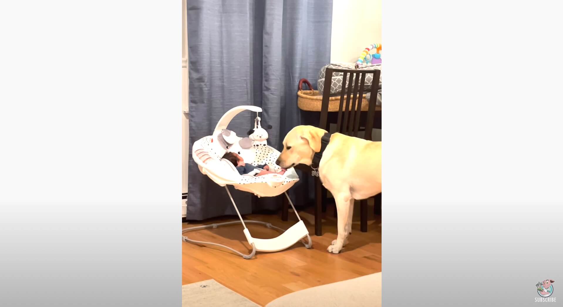 ラブラドールレトリーバー,動画