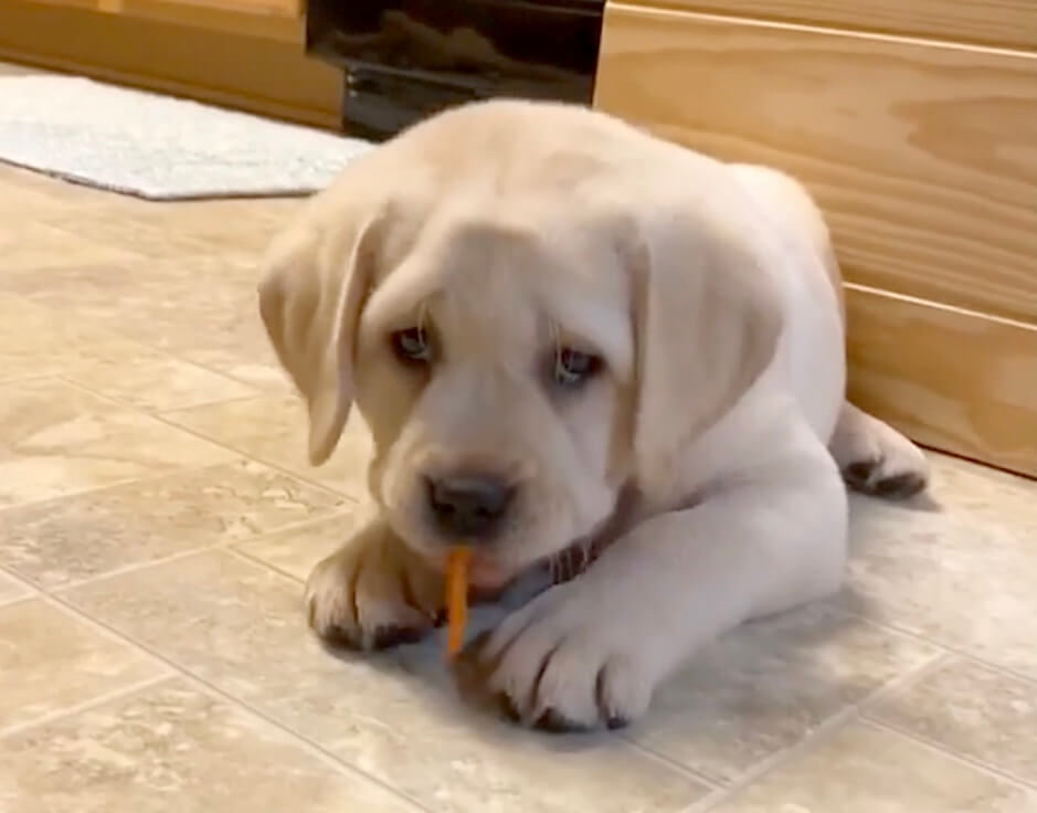 ラブラドールレトリーバー,動画