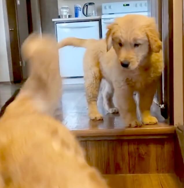 ゴールデンレトリーバー,動画