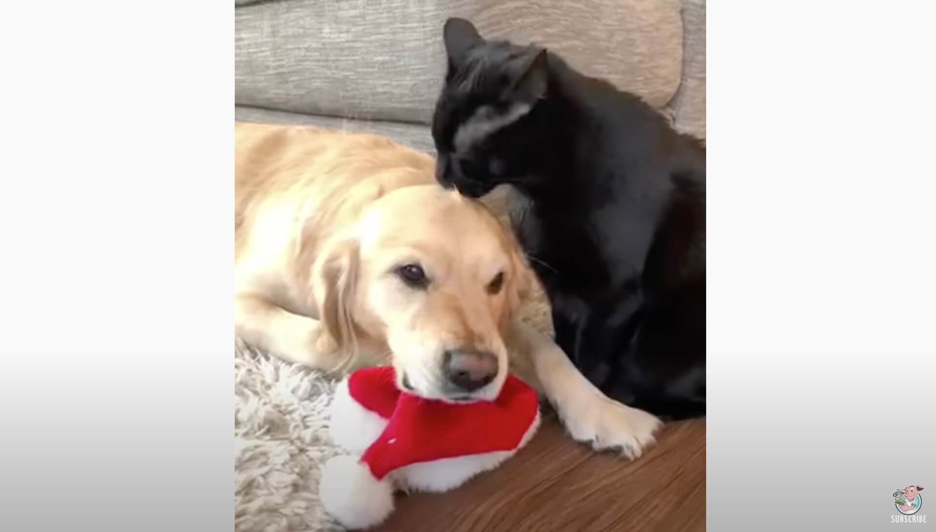 ゴールデンレトリーバー,動画