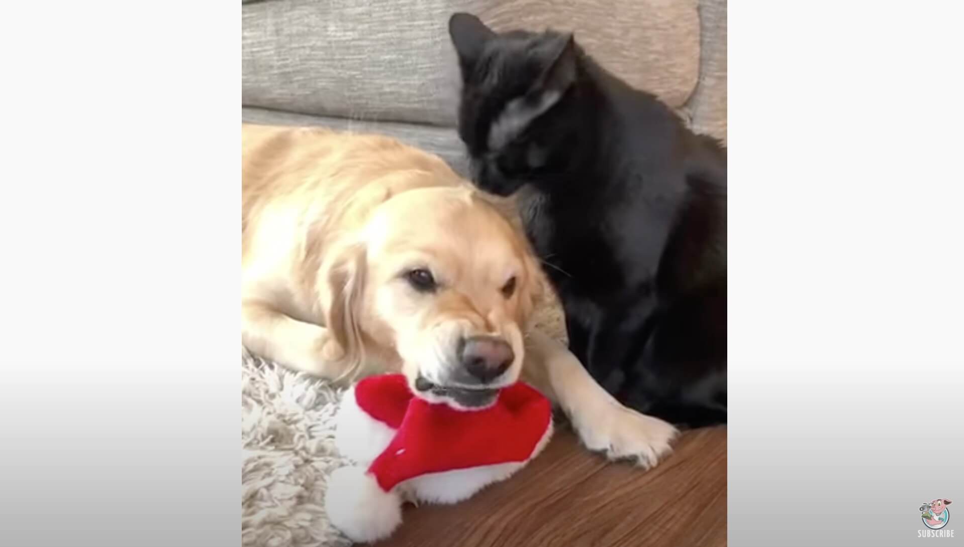 ゴールデンレトリーバー,動画