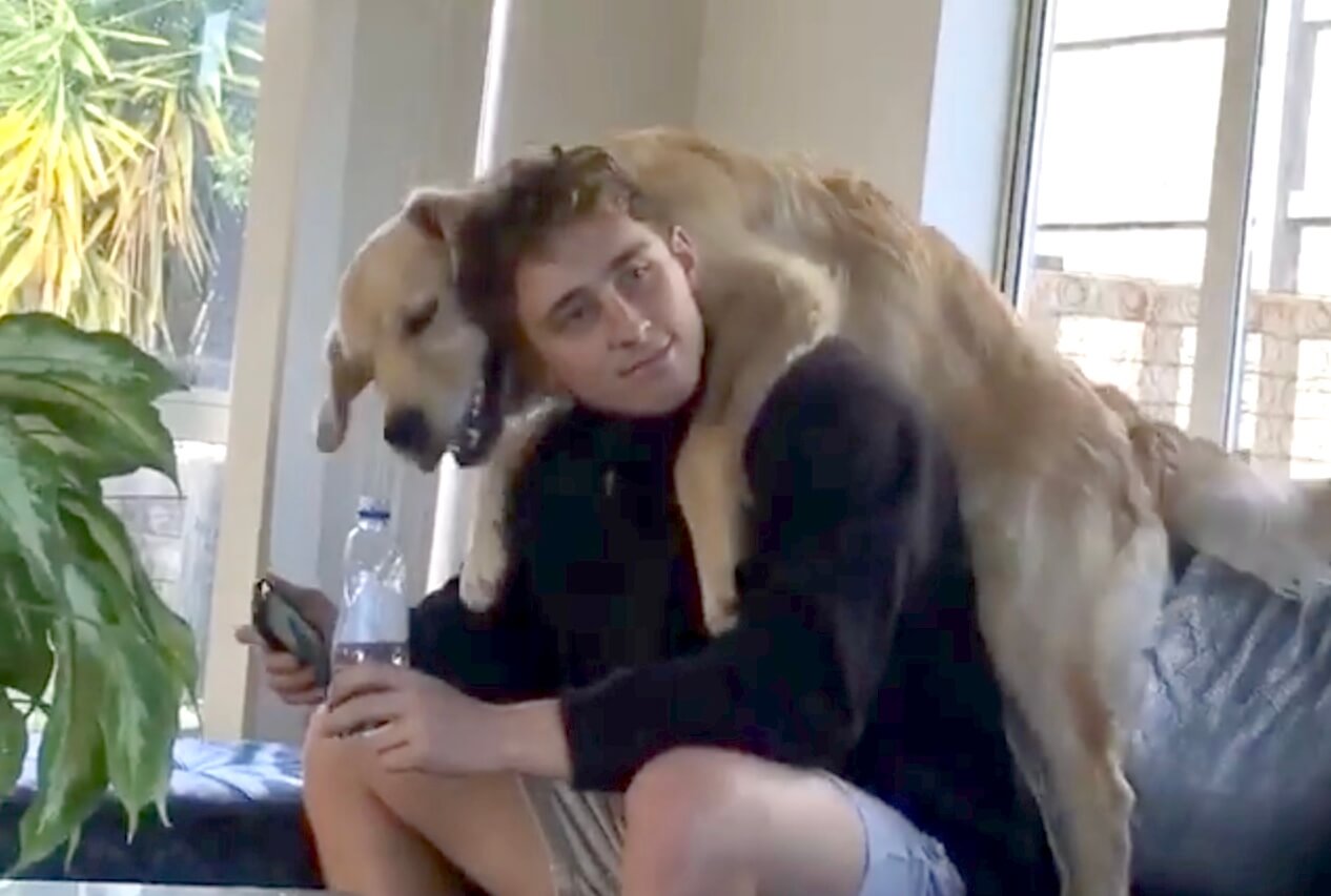 ゴールデンレトリーバー,動画