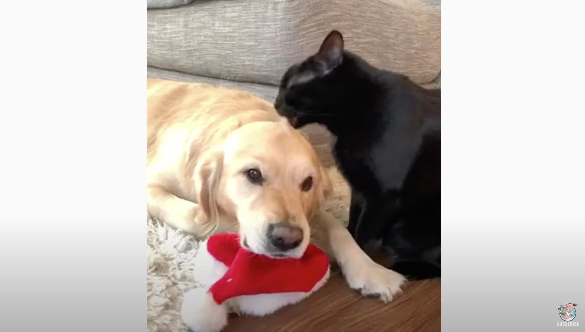 ゴールデンレトリーバー,動画