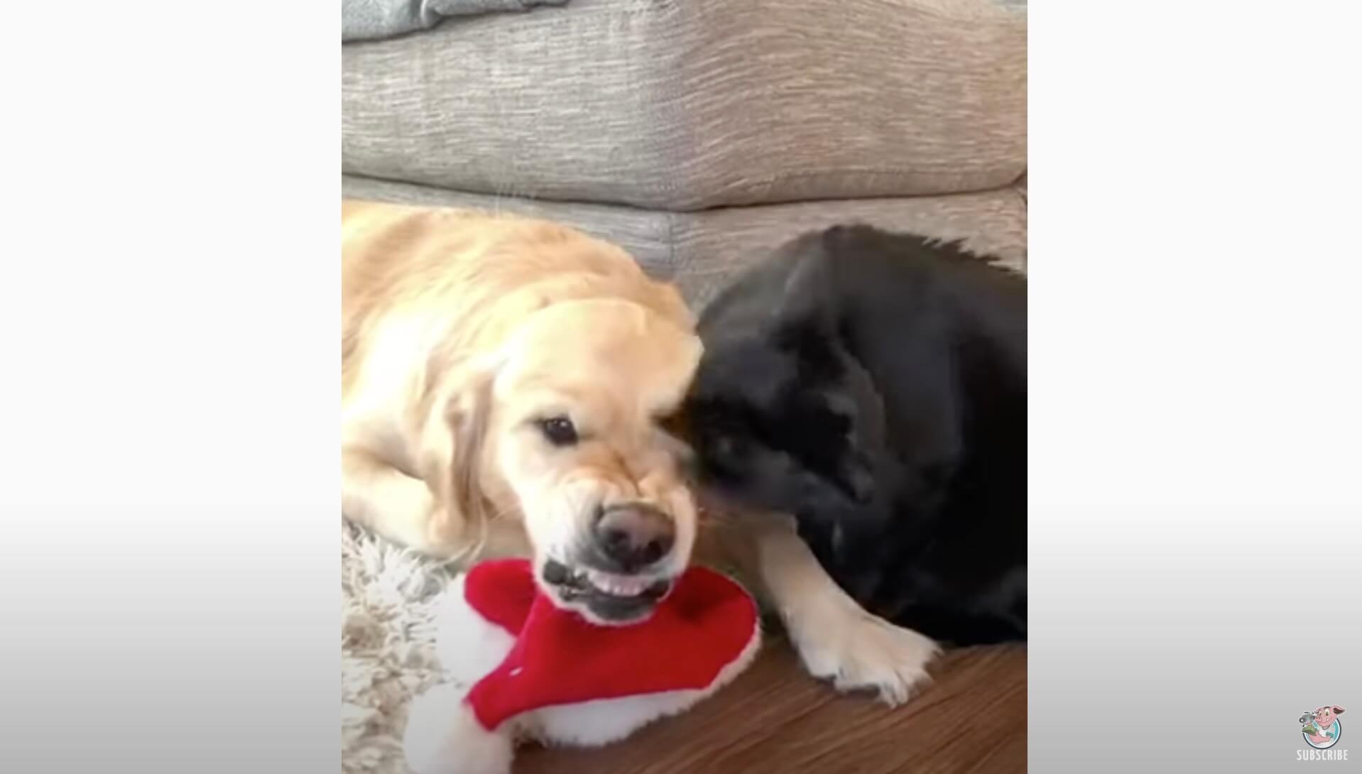 ゴールデンレトリーバー,動画