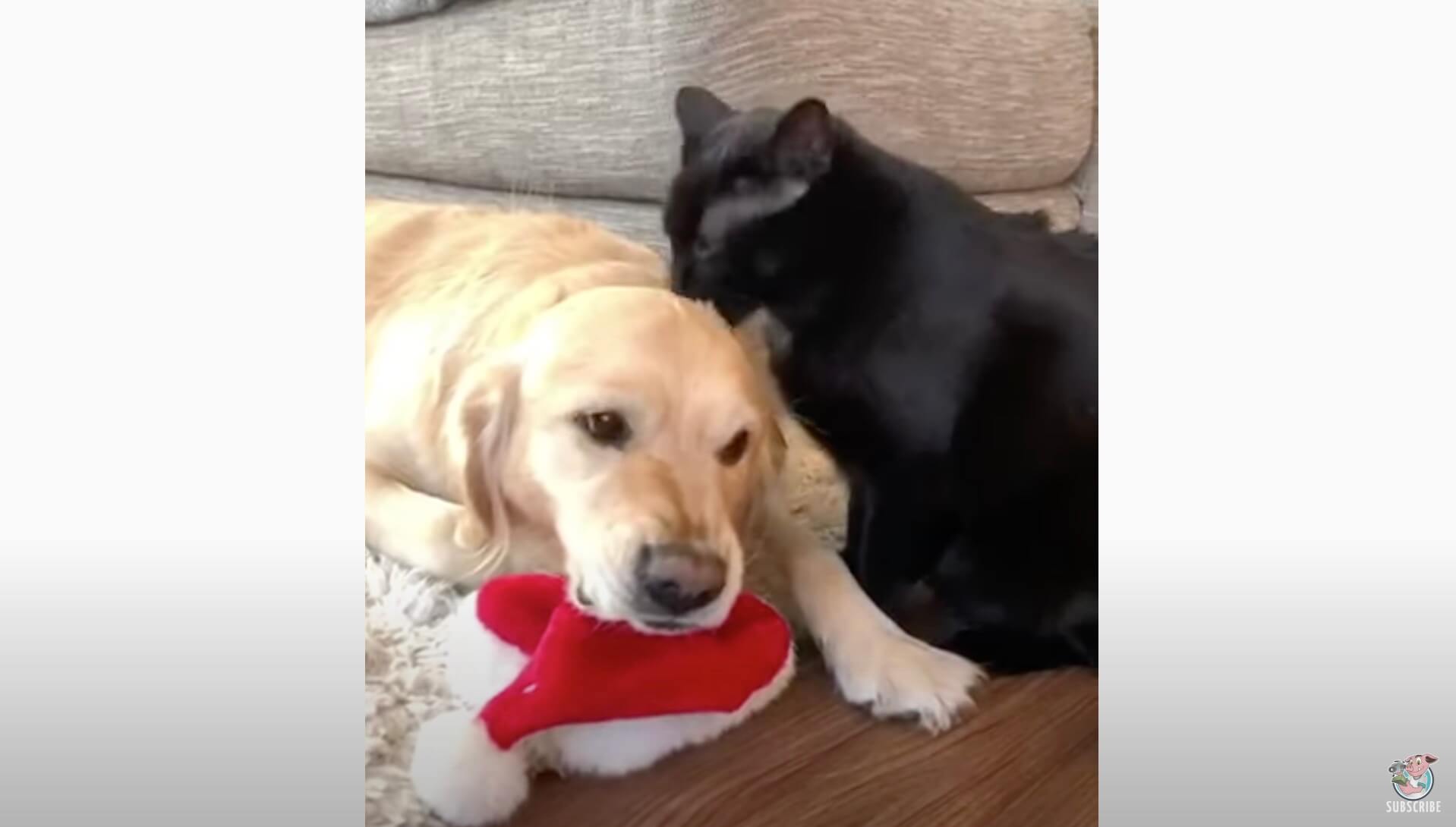 ゴールデンレトリーバー,動画