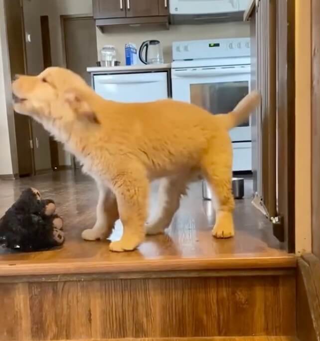 ゴールデンレトリーバー,動画