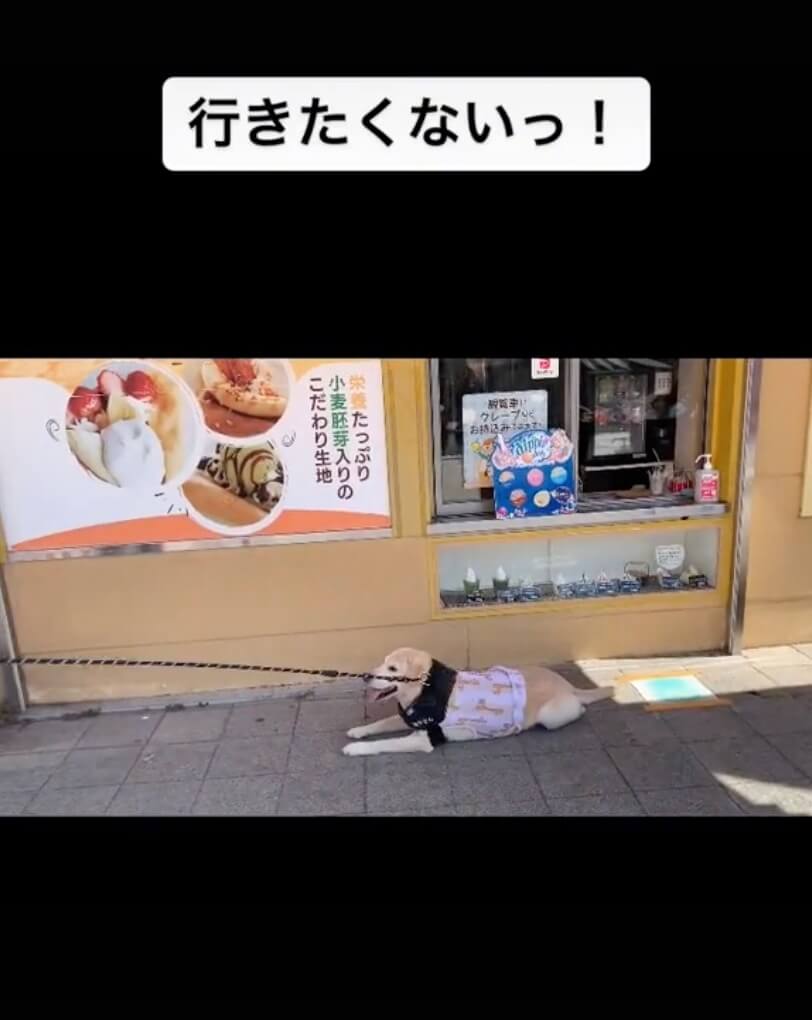 ラブラドールレトリーバー,動画