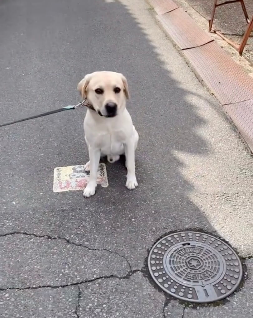 ラブラドールレトリーバー,動画