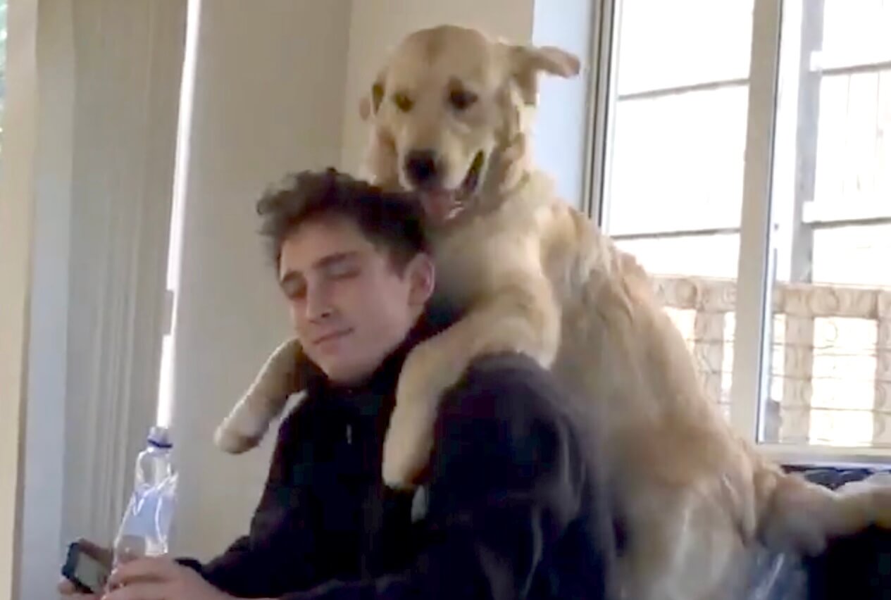 ゴールデンレトリーバー,動画