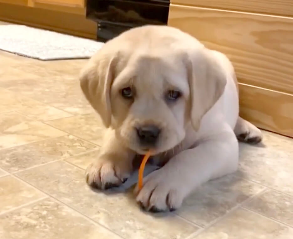ラブラドールレトリーバー,動画