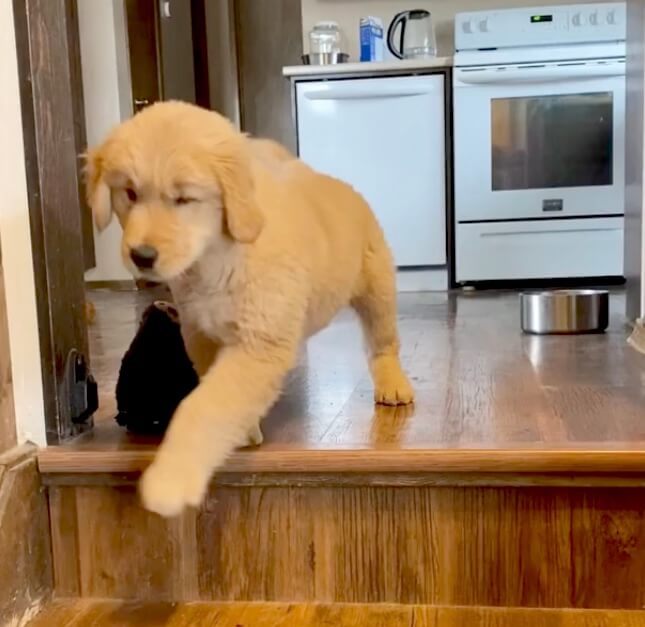 ゴールデンレトリーバー,動画