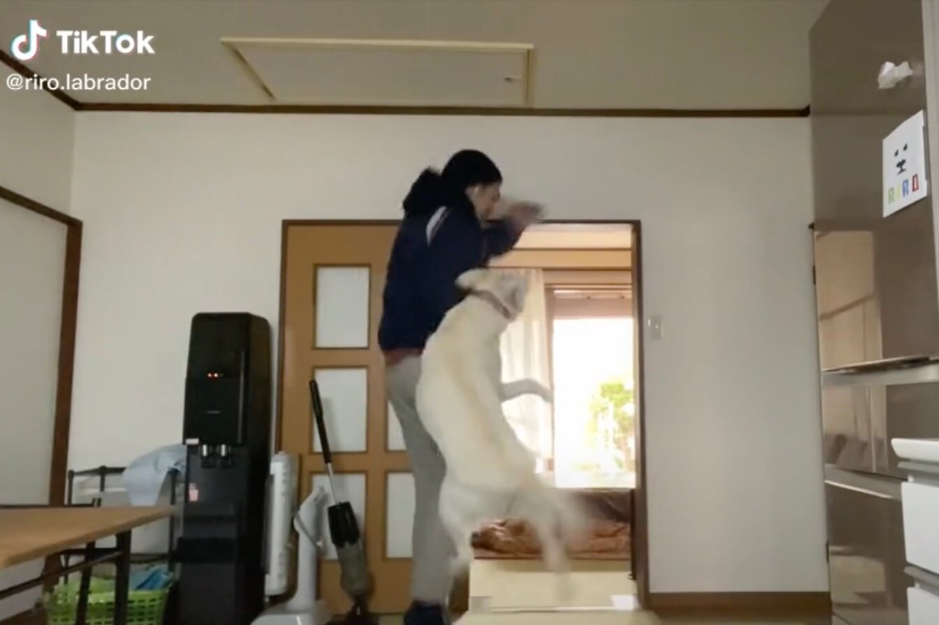 ラブラドールレトリーバー,動画