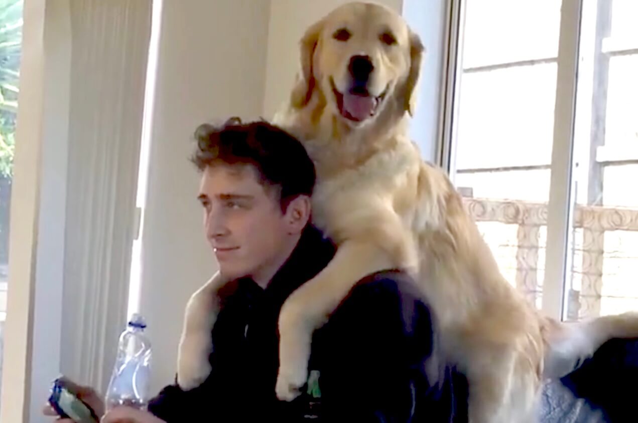 ゴールデンレトリーバー,動画