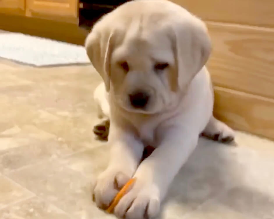 ラブラドールレトリーバー,動画