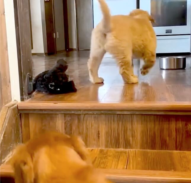 ゴールデンレトリーバー,動画