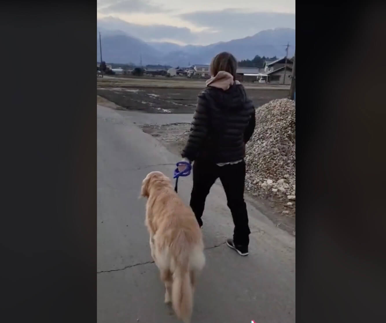 ゴールデンレトリーバー,動画