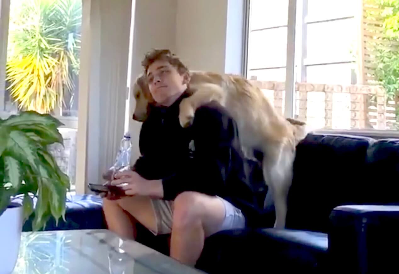 ゴールデンレトリーバー,動画