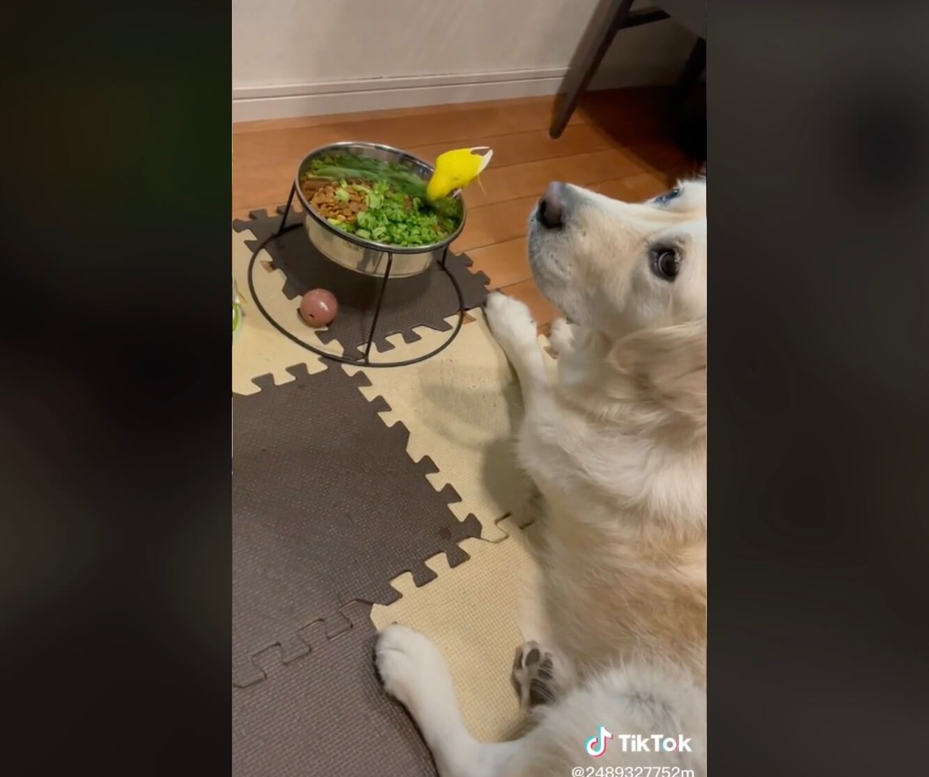 ゴールデンレトリーバー,動画