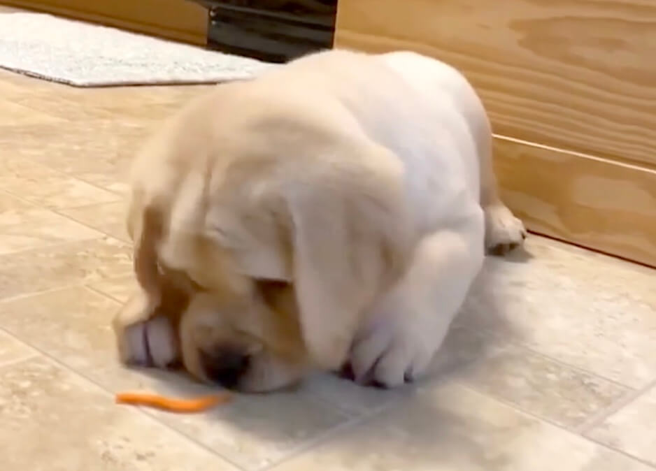 ラブラドールレトリーバー,動画