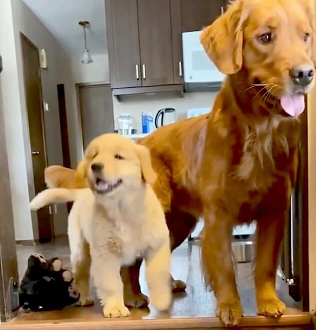 ゴールデンレトリーバー,動画