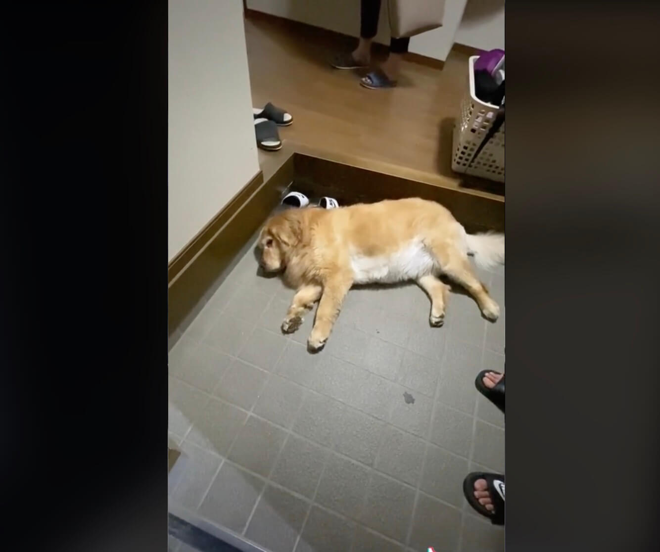 ゴールデンレトリーバー,動画