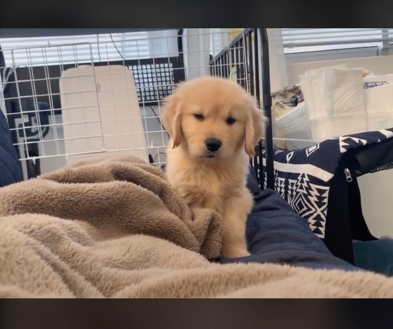 ゴールデンレトリーバー,動画