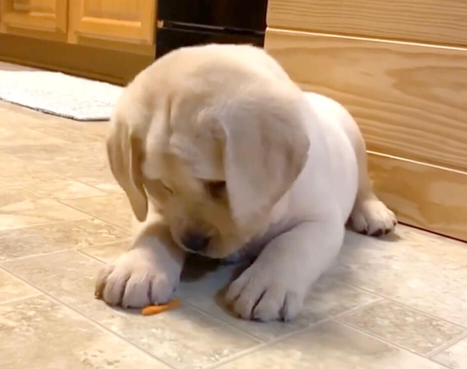 ラブラドールレトリーバー,動画