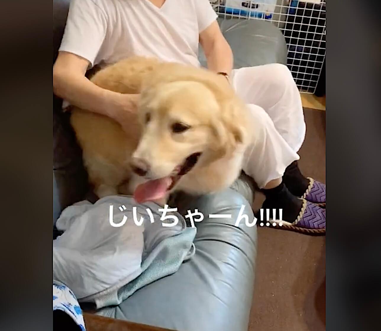 ゴールデンレトリーバー,動画