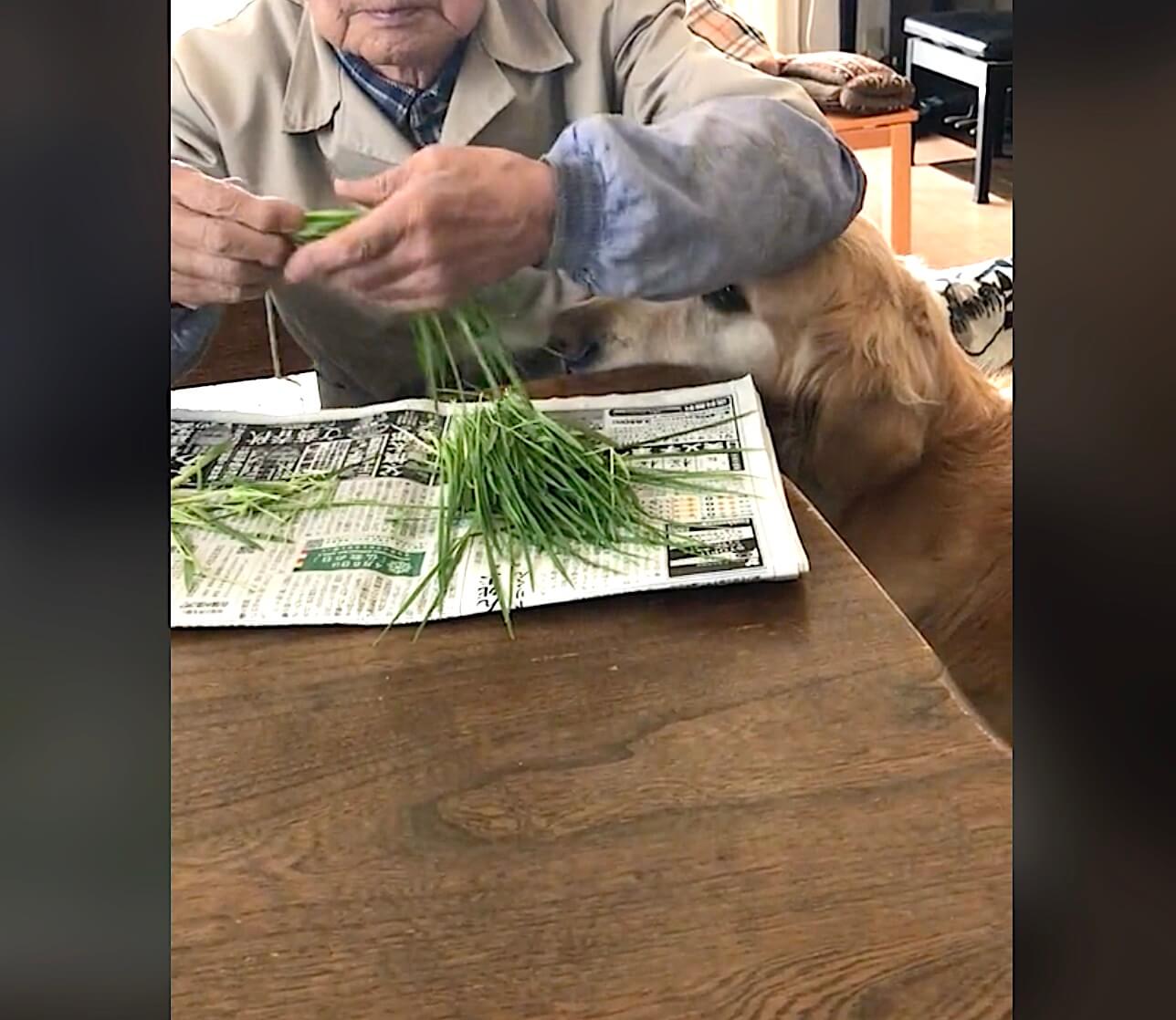 ゴールデンレトリーバー,動画