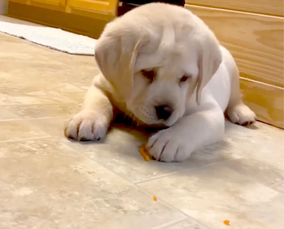 ラブラドールレトリーバー,動画