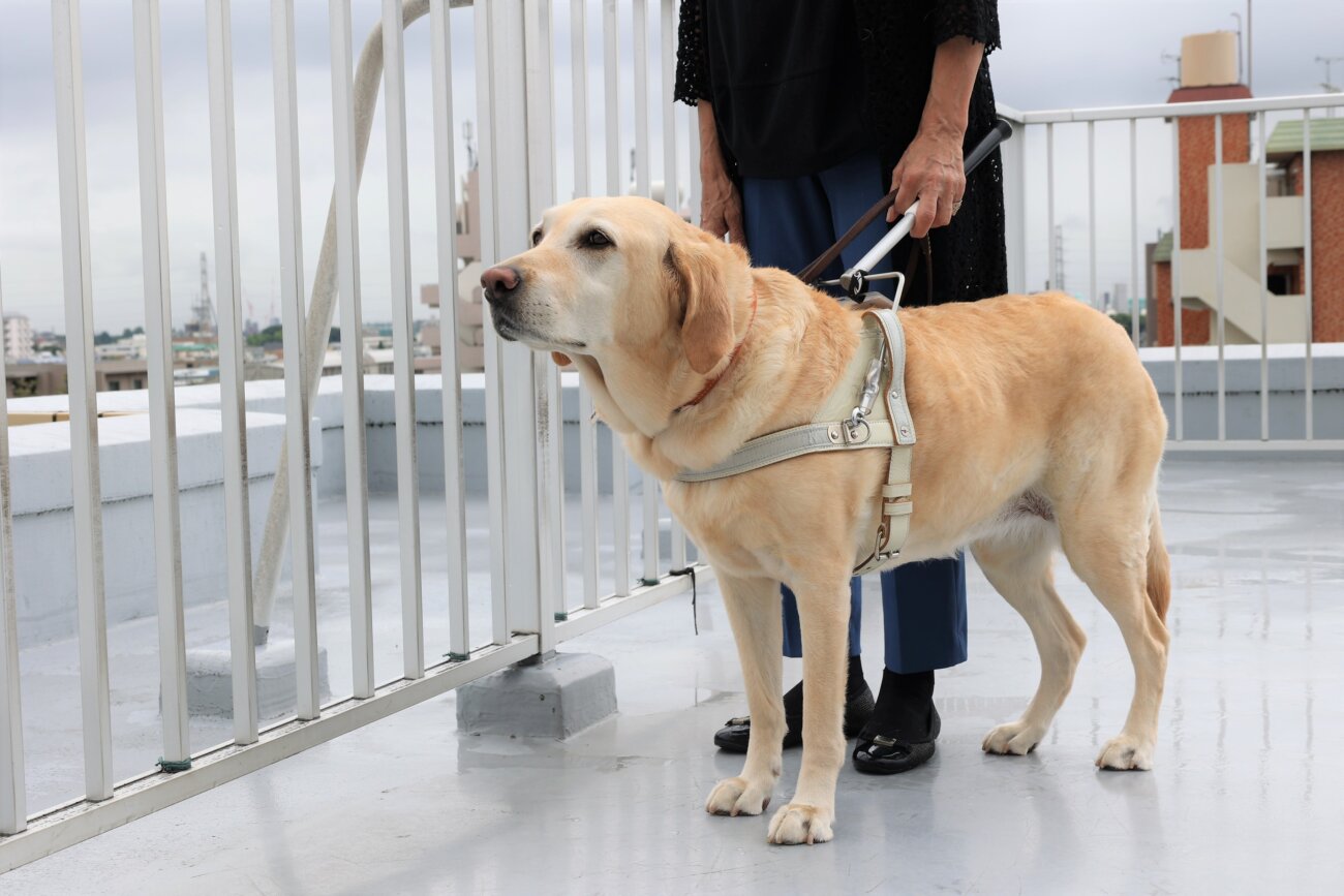 レトリーバー,取材