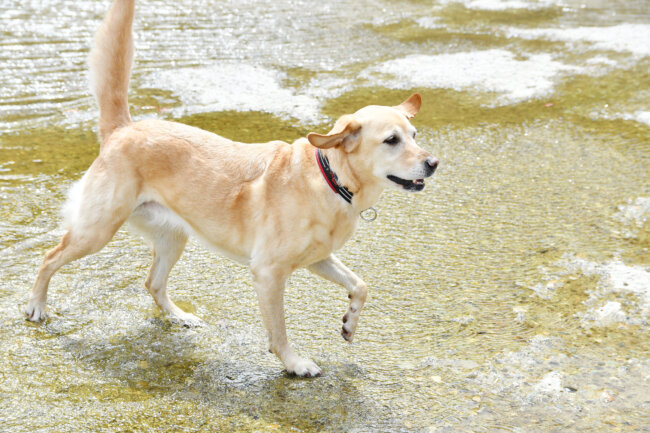 レトリーバー,シニア
