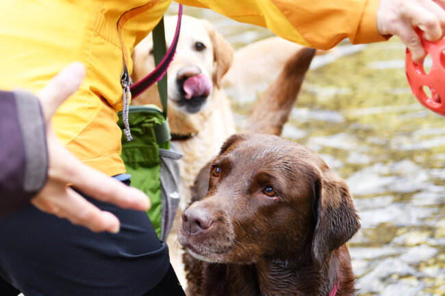 レトリーバー,シニア