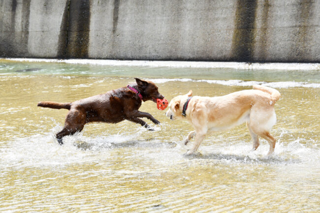 レトリーバー,シニア