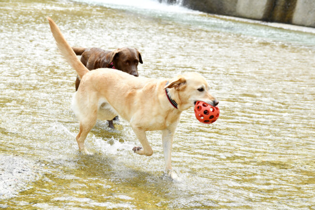 レトリーバー,シニア