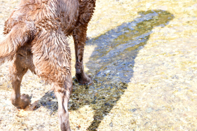 レトリーバー,シニア