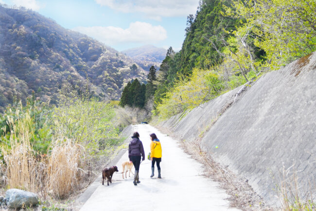 レトリーバー,シニア