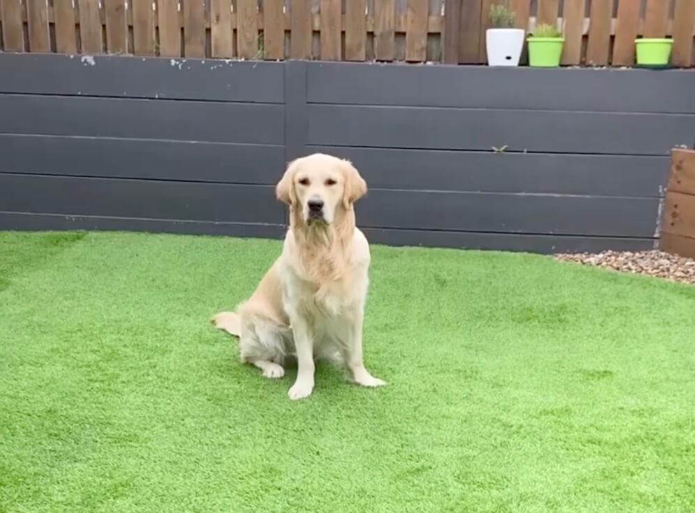 ゴールデンレトリーバー,動画