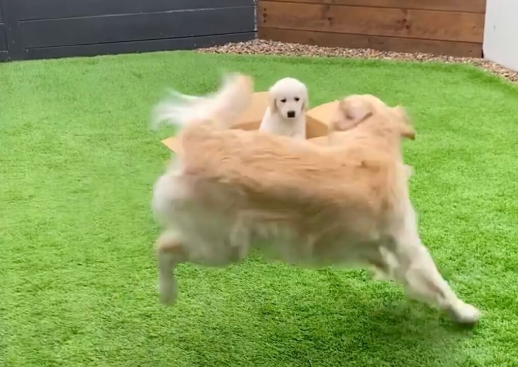 ゴールデンレトリーバー,動画