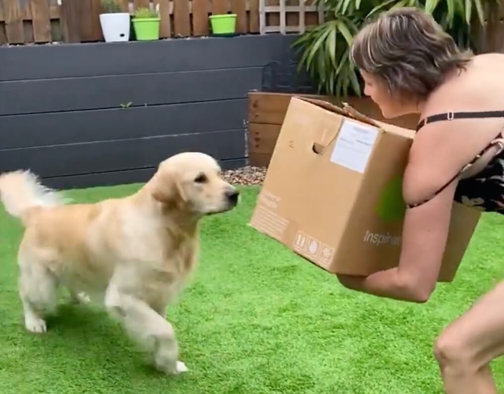 ゴールデンレトリーバー,動画