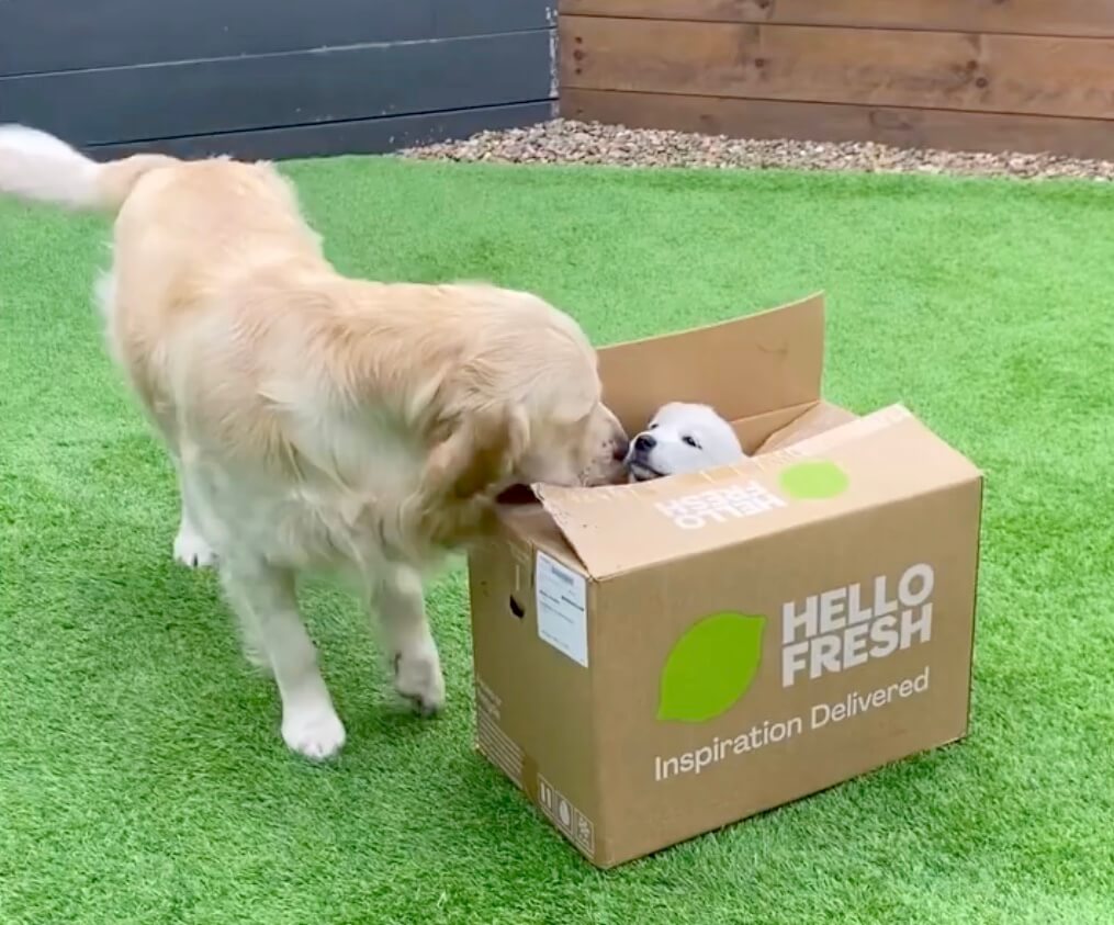 ゴールデンレトリーバー,動画