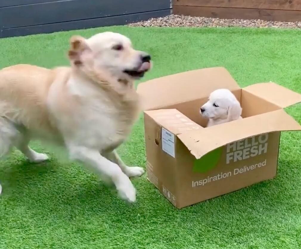 ゴールデンレトリーバー,動画