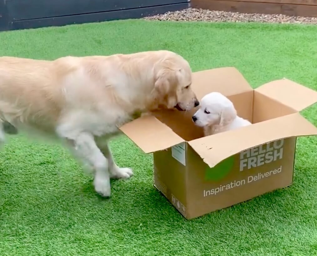 ゴールデンレトリーバー,動画