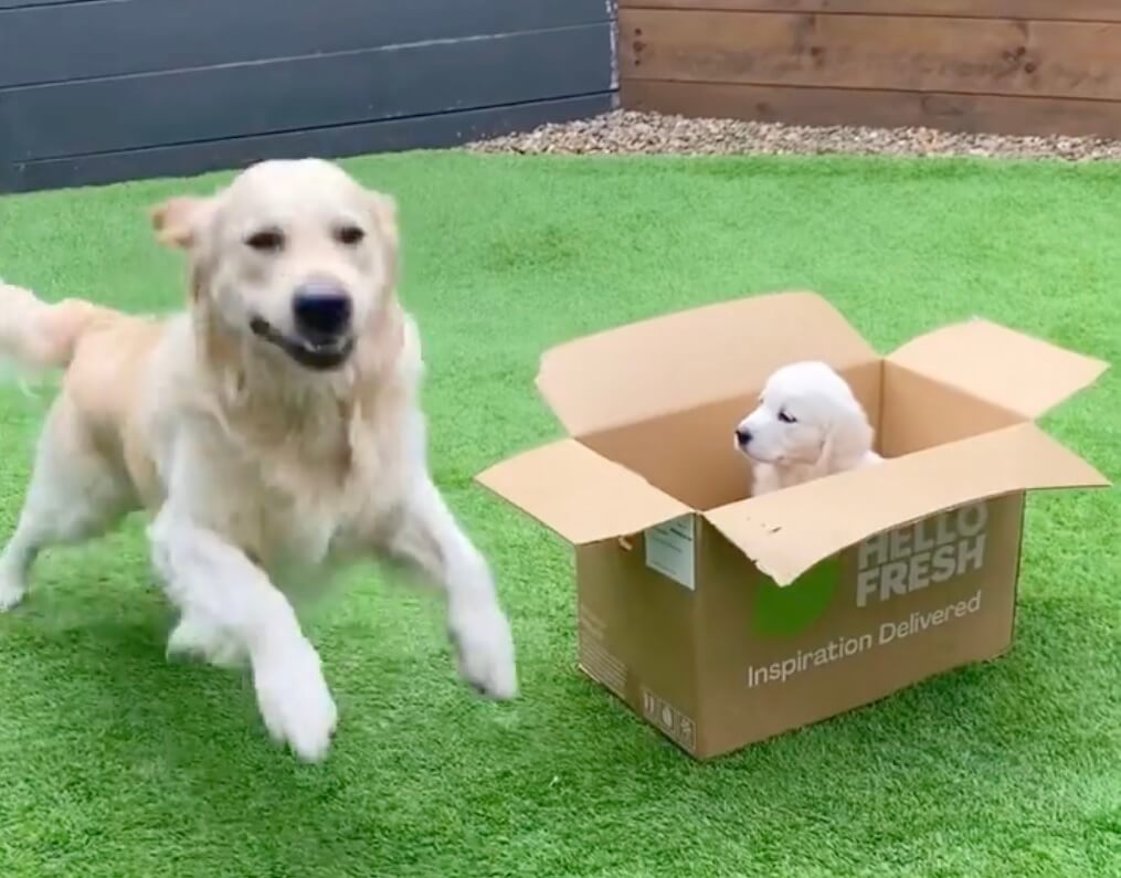 ゴールデンレトリーバー,動画