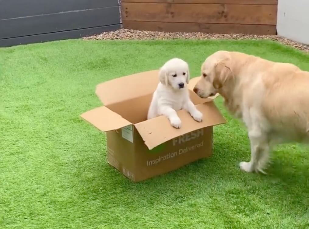 ゴールデンレトリーバー,動画