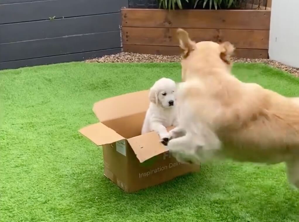 ゴールデンレトリーバー,動画