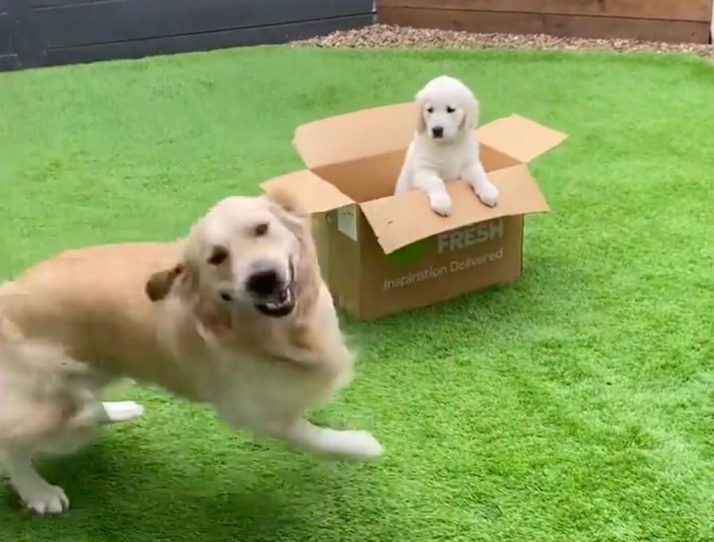 ゴールデンレトリーバー,動画